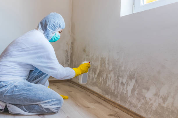 Licensed Attic Mold Removal service in Greenville, VA - WQB Mold Removal