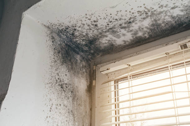 Affordable Attic Mold Removal solutions in Greenville, VA